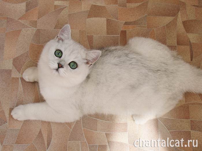 фото котенка серебристого затушеванного шиншиллы