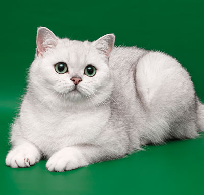 Кошки скоттиш фолд | Британские шиншиллы | Британская мраморная