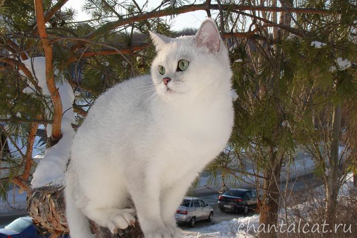 british cat silver shaded