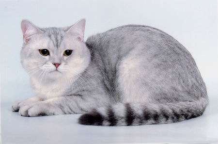 британский кот голубой серебристый пятнистый