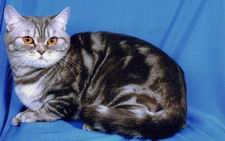 британская кошка голубая серебристая мраморная