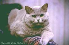 британская лиловая кошка
