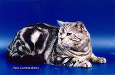 британский черный серебристый мраморный кот