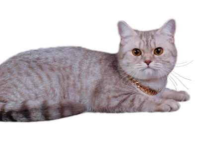 Кошка скоттиш-страйт лиловая серебристая пятнистая