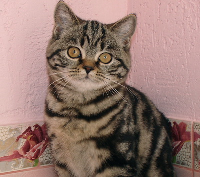 мраморная кошка фото