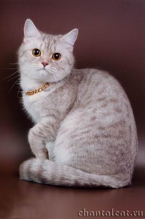 фото кошки окраса тэбби пятнистый