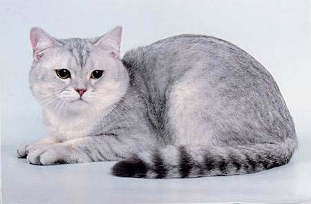 британский голубой серебристый пятнистый кот