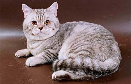 британский кот шоколадный серебристый пятнистый
