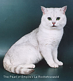 британский серебристый затушеванный кот с зелеными глазами