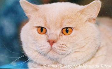 британский кремовый кот