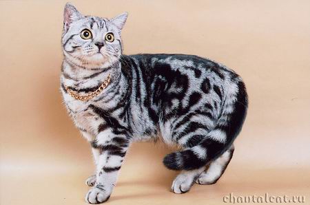 фото кошки окраса silver-classic-tabby