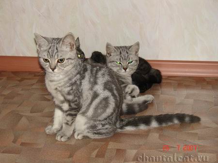 фото британских котят мраморных табби окрасов