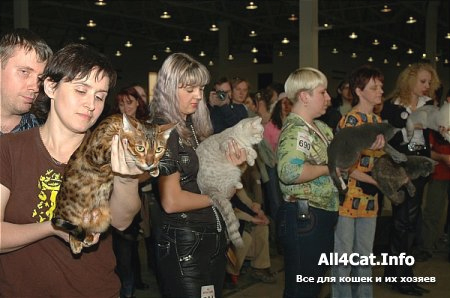 Выставка кошек в Москве Best in Show 
