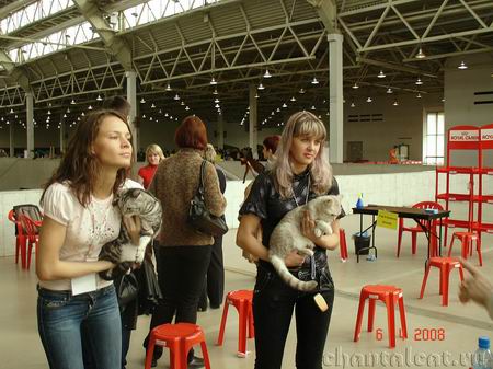 на сравнении кошек на выставке кошек в Москве 