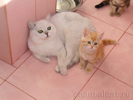 фото котов и котят