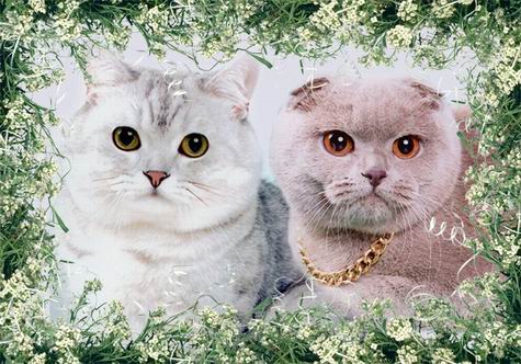 Фото кота скоттиш-фолда и кошки скоттиш-страйта