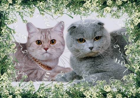 Фото кота скоттиш-фолда и кошки скоттиш-страйта