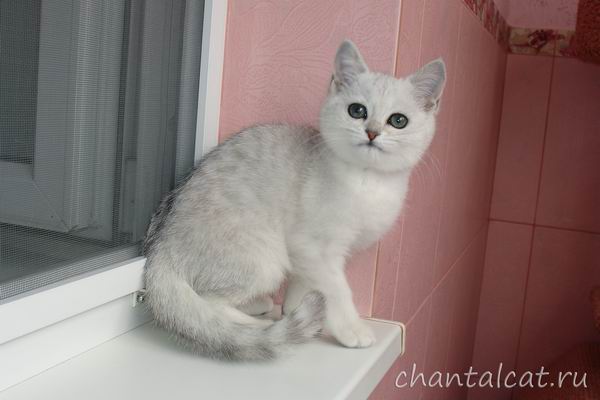 котенок силвер-табби/котята в Саратове/продажа котят