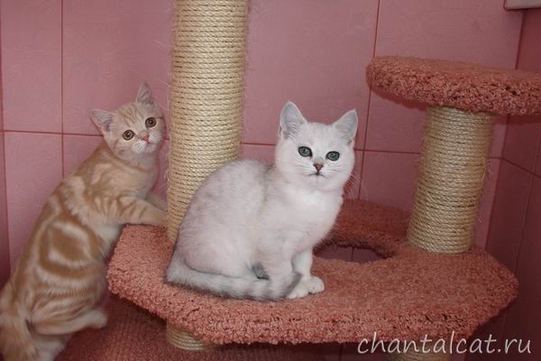 купить мраморного котенка/продажа котят в Саратове