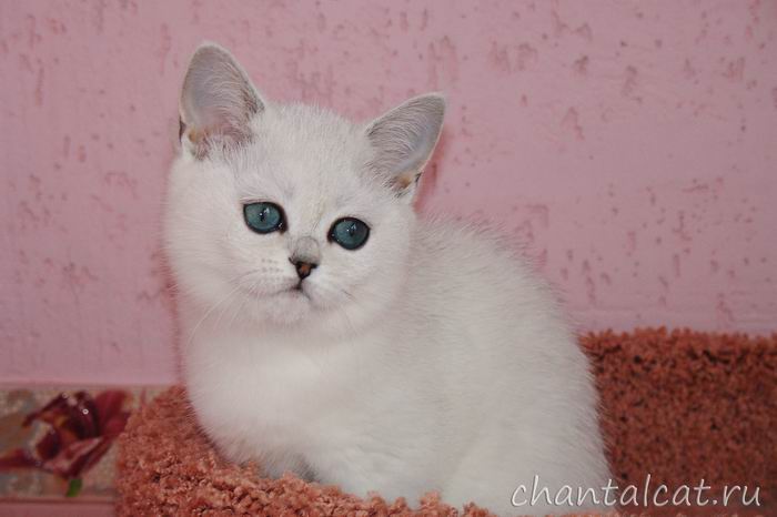 фото британского котенка шиншиллы