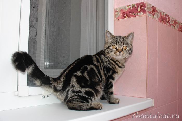 фото британского котенка, продажа британских котят