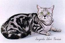 британская черная серебристая пятнистая кошка