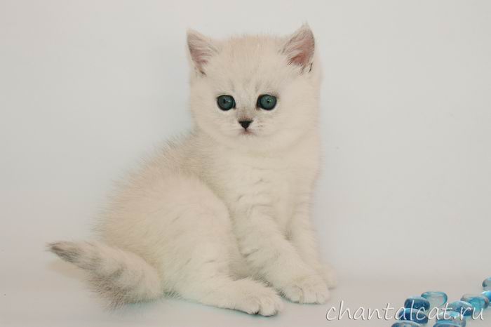 фото котенка британской шиншиллы