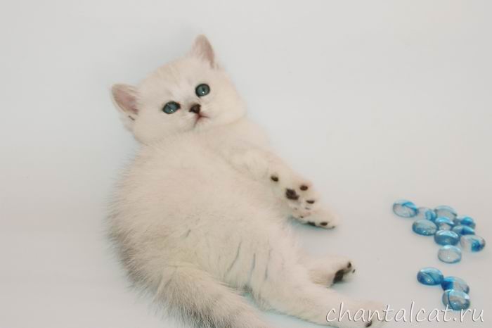 фото котенка серебристой шиншиллы