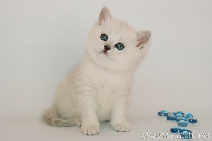 фото британского котенка шиншиллы серебристой