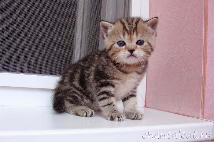мраморный котенок фото, продажа шотландских котят 