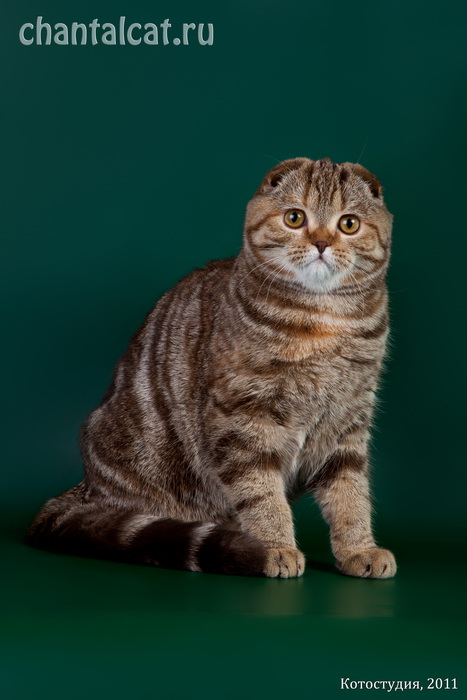 фото мраморного вислоухого котенка