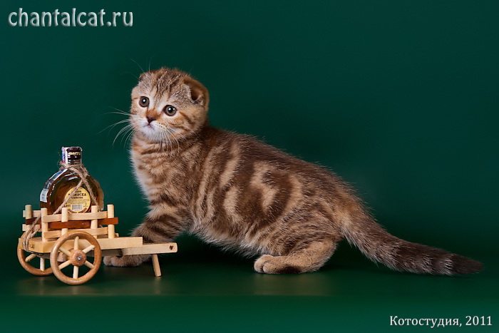 фото вислоухого шоколадного черепахового мраморного котенка, купить вислоухого котенка в Саратове