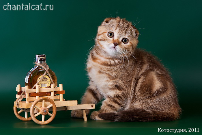 фото котенка скоттиш-фолда, продажа вислоухих котят