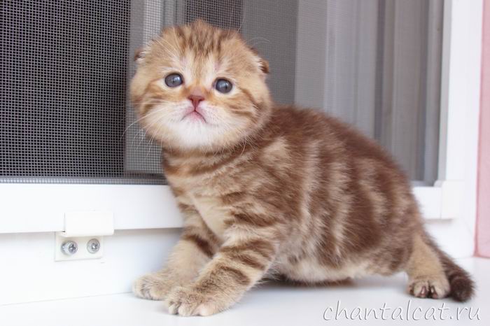 купить в Саратове котенка скоттиш-фолда, шоколадный мраморный котенок