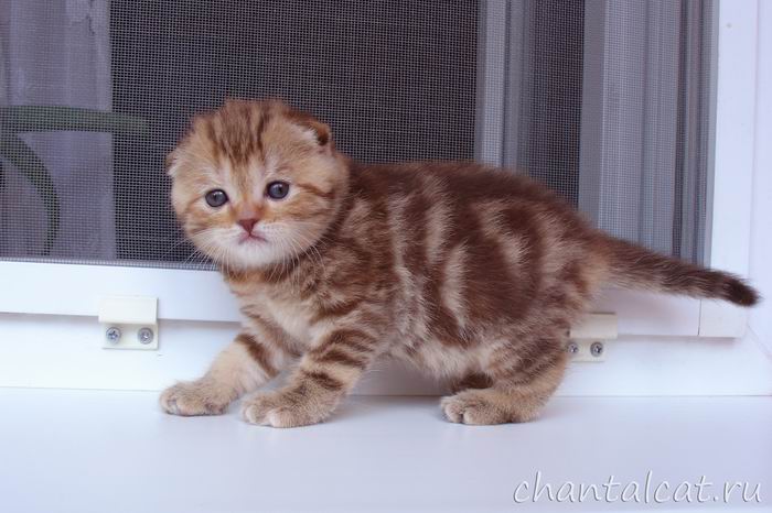 мраморный скоттиш-фолд котенок, продажа котят в Саратове