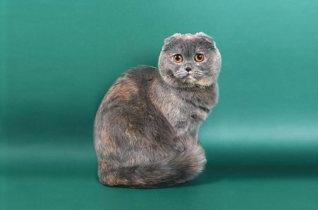 скоттиш-фолд кошка голубокремовая дымчатая