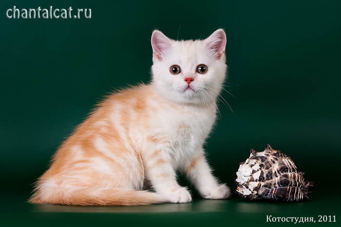 шотландский короткошерстный котенок, купить скоттиш-страйта в Саратове