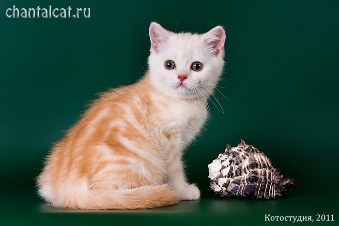фото котенка скоттиш-страйта, купить шотландского котенка