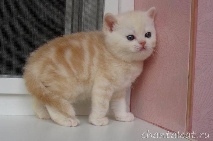 фото мраморного котенка страйта, котенок шотландский