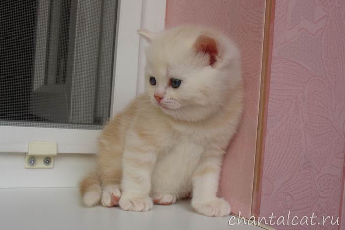 фото серебристого котенка страйта