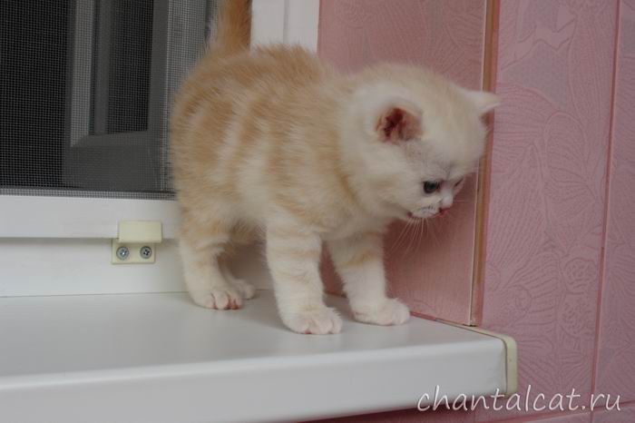 фото котенка шотландского серебристого, котенок серебристый табби