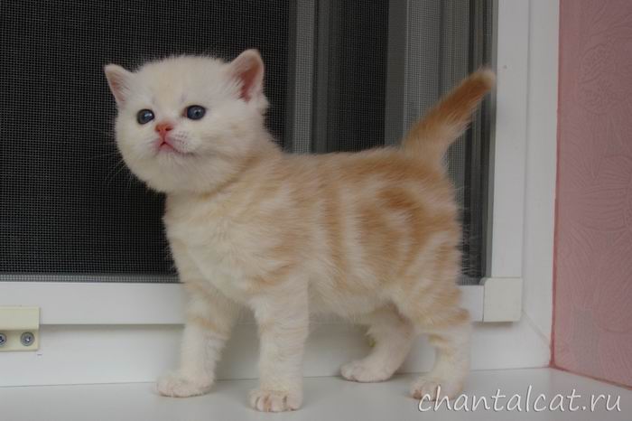 фото серебристого красного тэбби, котенок страйт