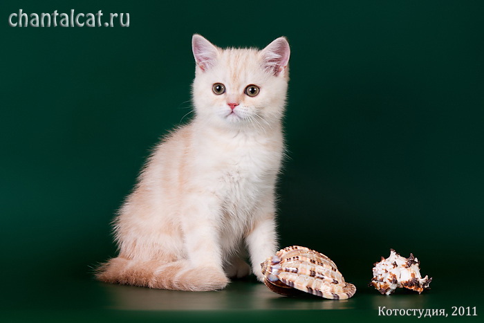 фото серебристого кремового котенка, фото страйта котенка