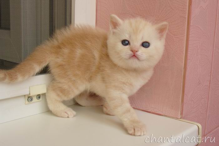 фото мраморного котенка страйта, купить скоттиш-страйта
