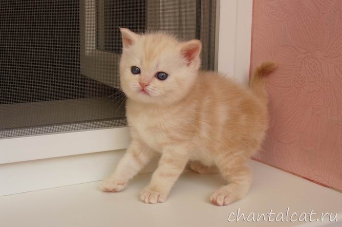 котенок скоттиш-страйт, фото шотландского котенка