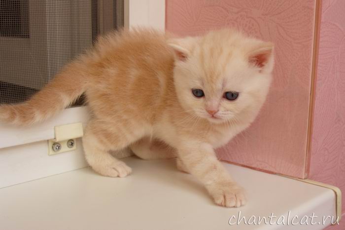 фото кремового серебристого мраморного котенка