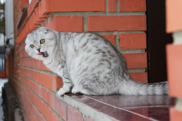 котенок скоттиш-фолд, серебристый скоттиш-фолд, вислоухий пятнистый котенок