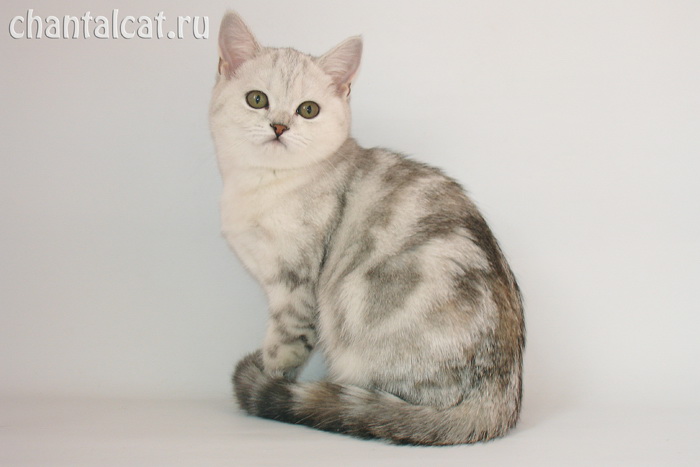 фото котенка черепахового серебристого мраморного окраса