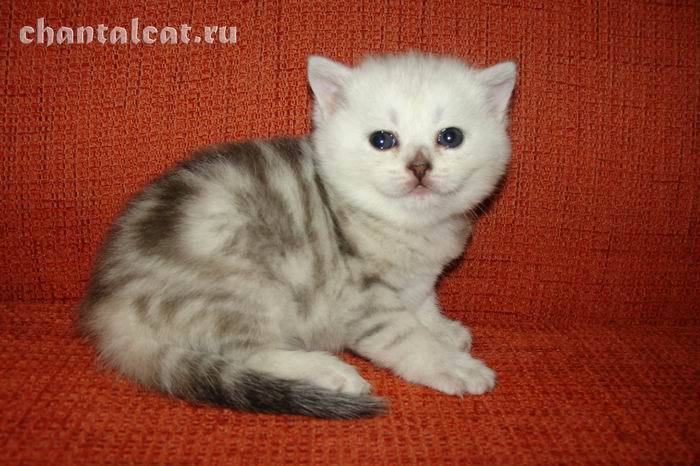 фото мраморного котенка, серебристый мраморный котенок