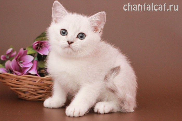 kitten chinchilla